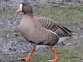 Lesser White-fronted Goose